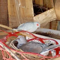 کبوتر شاتو چینی. جالق|پرنده|سراوان, |دیوار