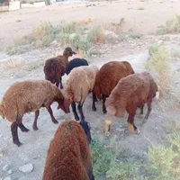 تعدادی بره نر پرواری بدون شکم ودنبه وجو خوار|حیوانات مزرعه|گنبد کاووس, |دیوار