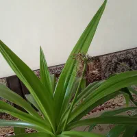 فروش گل‌های ذرتی|گل و گیاه طبیعی|فسا, |دیوار