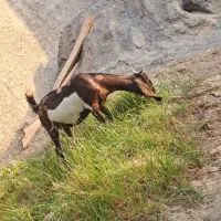 گتاچ بنگالی