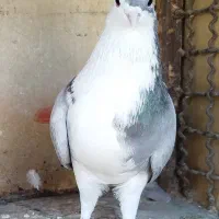 ی بوم واز بومی نروماده بدرنگ|پرنده|اصفهان, شهرستان|دیوار