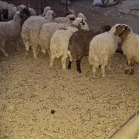 بره دره شهر