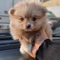 توله پامرانین خرسی 2 ماهه نر