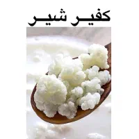 واتر کفیر ،کفیر شیر ،کامبوجا