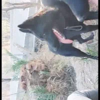 واگذاری توله ژرمن بلک ورک لاین و شولاین