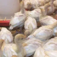 نیمچه بوقلمون بیوتی