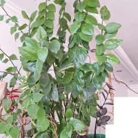 گل پدیلانتوس