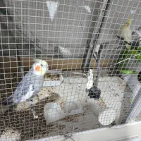 جفت عروس هلندی|پرنده|نقده, |دیوار