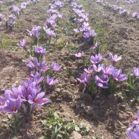 پیاززعفران حدود ۵۵کیلو
