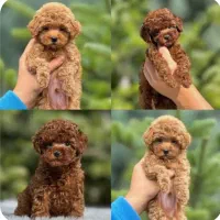 باهوش توله سگ توی پودل ۷۰ روزه تخفیف بلک