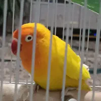 طوطی کوتوله انگلیسی