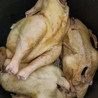 غاز و اردک محلی ارگانیک