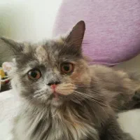 گربه پیدا شده|حیوانات|قزوین, |دیوار