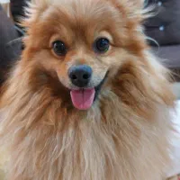 سگ پامرین روباهی|سگ|سیاخ دارنگون, |دیوار