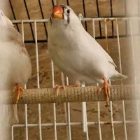 فنچ|پرنده|گرگان, |دیوار