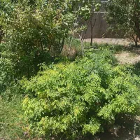 خانه گلزار بردسیر 14 قصب سوییت 80 متری|فروش خانه و ویلا|گلزار, |دیوار