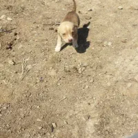 توله‌پاکوتاه