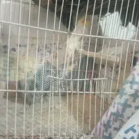 عروس هلندی نرماده