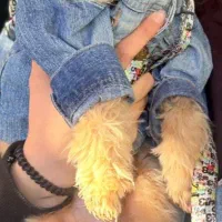 حیوان خانگی