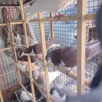 کفتر|پرنده|نیشابور, ابراهیم ادهم|دیوار