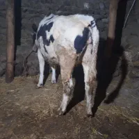 گاوشیری شگم اول وزن نزدیگ ۵۰۰گیلو ۷ماه بوغاز|حیوانات مزرعه|اردبیل, |دیوار