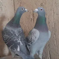 پلاکی