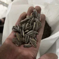 فروش تخمه آفتاب