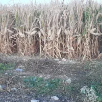 فروش دانه ذرت ۱۰ هکتار