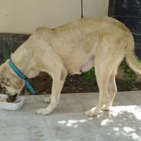 واگذاری سگ سرابی ماده