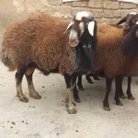 بره نر وماده|حیوانات مزرعه|فامنین, |دیوار