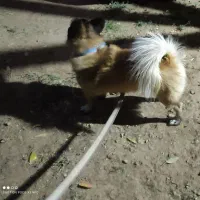 سگ خارجی|سگ|اقلید, |دیوار