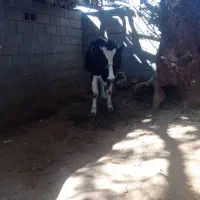 گاو آبستن شکم اول