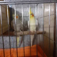 یکجفت طوطی لوتینویو|پرنده|محمدیه-قزوین, |دیوار