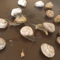 حلزون|خزنده|تهران, دولاب|دیوار