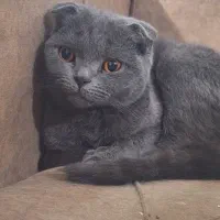 گربه اسکاتیش فولد ماده