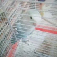 طوطی برزیلی