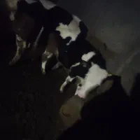 فروش 6راس گاو سیمنتال