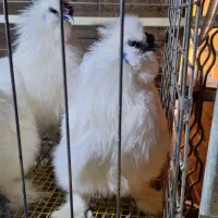 تخم نطفه دار کوشین و ابریشمی|حیوانات مزرعه|خمینیشهر, |دیوار