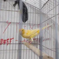 قناری نر مست