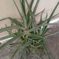 کاکتوس آگاو  و آلوورا|گل و گیاه طبیعی|شیراز, تحویلی|دیوار