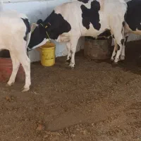 گوساله ماده کشتاری گوشتی