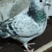 کبوتر ماده|پرنده|زاهدان, |دیوار