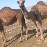 شتر ابست جوان|حیوانات مزرعه|بندر ترکمن, |دیوار