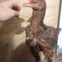 جوجه لاری اوشامو