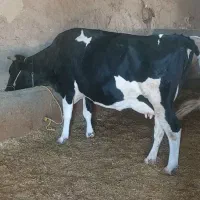 گاو و گوساله سیمینتال ماده ۲۰کیلو شیر