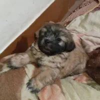 تولهایی شیتزو کراس