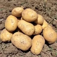فروش سیب زمینی