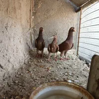 کبوتر|پرنده|گزیک, |دیوار