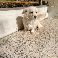 اشپیتز پامر .شیتزو سوپر فلت .آموزش دیده