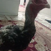 مرغ اصل لاری|حیوانات مزرعه|سراوان, |دیوار